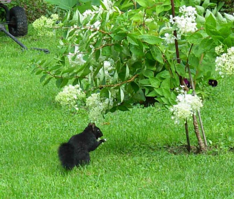 Strange critter, this black squirrel.  First time for me and most of the other visitors to Lily Dale.  Not so rare I found out.