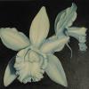 ORCHID' - Oil - Louise Northon Wright - 30"x24"