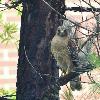 HAWK IN A PINE NEAR WHITE BRICK WALL. TAKEN FROM PATIO APPROXIMATELY 75 FEET AWAY. 
JUNE OF 2014    (NIKON D3100)