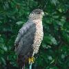 SHARP-SHINNED HAWK SITTING ON TOP OF MY BIRD FEEDER HOLDER 9/16/2017  
(NIKON S7000)