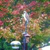 MR HAWK ON NEIGHBORS BIRD FEEDER 11/18/2017  
(NIKON S7000)