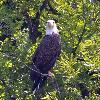 EAGLE ALONG THE BANKS OF THE RAPPAHANNOCK RIVER.  HIGH ON THE CLIFFS / (NIKON D3100)  7/18/2014