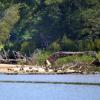 OLD BOAT WITH CANADIAN GEESE GUARDING IT