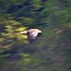 STRANGE PICTURE - TRYING TO TAKE A PICTURE WHILE EAGLE IN FLIGHT AND BOAT MOVING