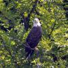 MY BEST SHOT OF AN EAGLE - CROP OF EARLIER PICTURE