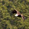 ANOTHER EAGLE - TRYING TO CATCH A SHOT WHILE MOVING