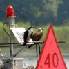 CLOSE UP OF OSPREY NEST