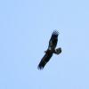 OSPREY OR EAGLE?