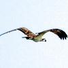 MY BEST OSPREY SHOT