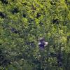 EAGLE IN FLIGHT 