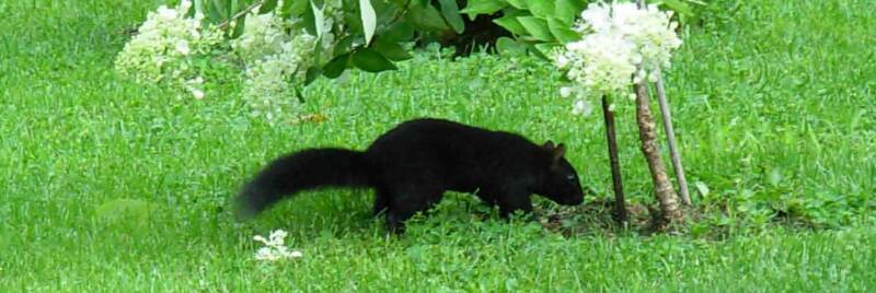 Same black squirrel.